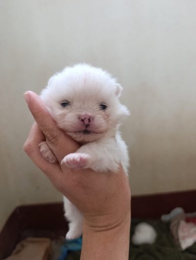 Lulu pomerania toy