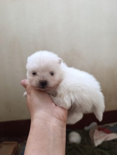 Lulu pomerania toy