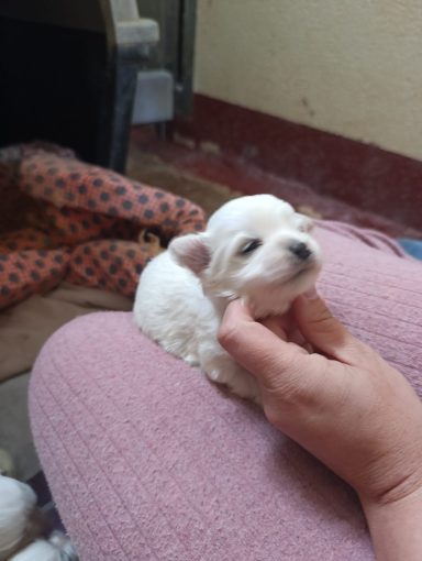 Bichon maltes toy