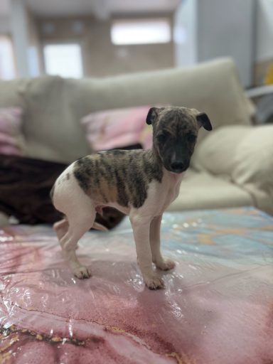 Whippet 