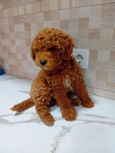 Caniche toy rojo