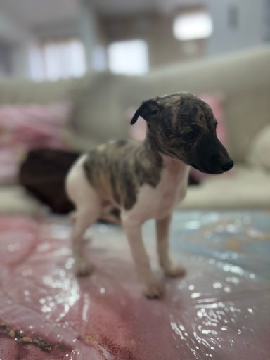 Whippet 
