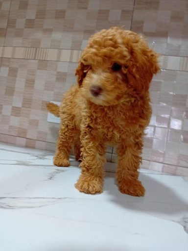 Caniche toy rojo
