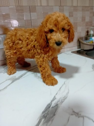 Caniche toy rojo
