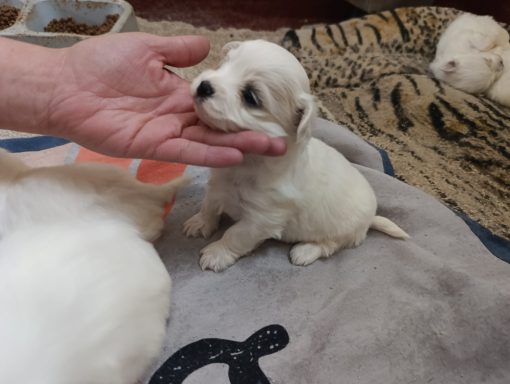 Bichón maltes toy
